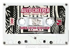 Auto Creeper - Super Sativa Seed Club - 4