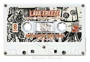 Lava Freeze - Super Sativa Seed Club - 6