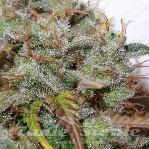 White Berry - PARADISE SEEDS - 5