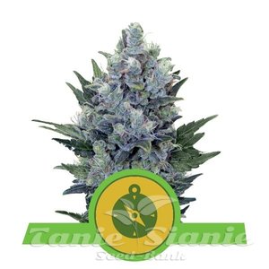 Northern Light Automatic - ROYAL QUEEN SEEDS - 1