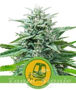 Trainwreck Auto - ROYAL QUEEN SEEDS - 1