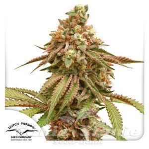 Tropical Tangie - DUTCH PASSION - 1