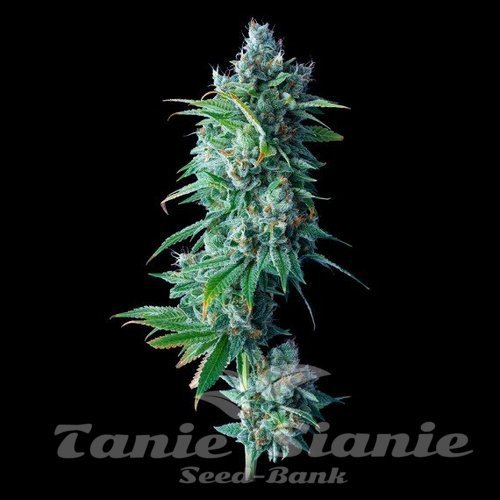 Nasiona Marihuany 24k Gold - DNA GENETICS