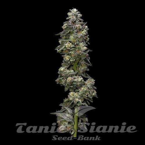 Nasiona Marihuany Bakers Delight - DNA GENETICS