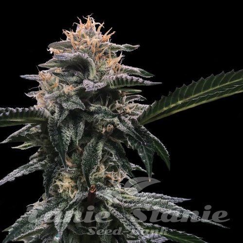 Nasiona Marihuany Banana Sorbet - DNA GENETICS