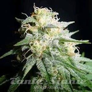 Nasiona Marihuany Auto White Widow - Biological Seeds