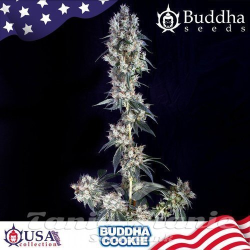 Nasiona Marihuany Buddha Cookie - BUDDHA SEEDS