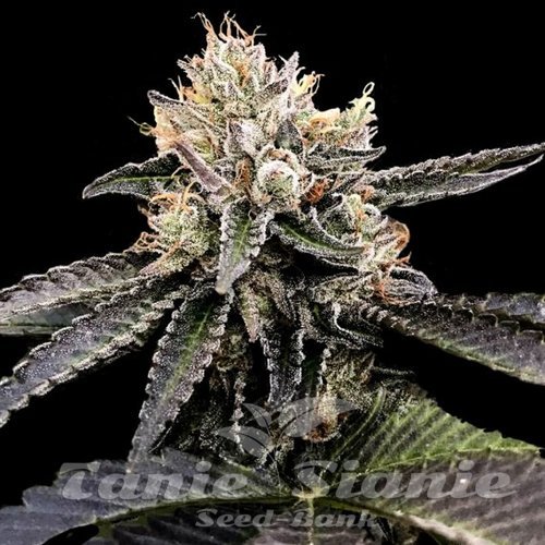 Nasiona Marihuany Cataract Cake - DNA GENETICS