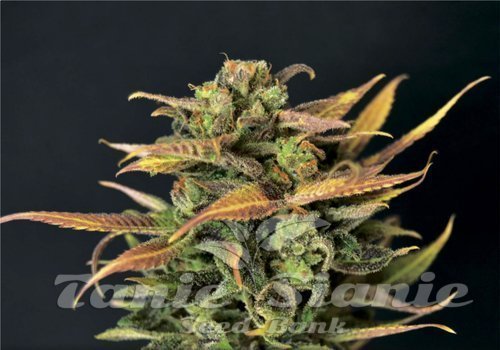 Nasiona Marihuany Auto Critical - CBD Seeds