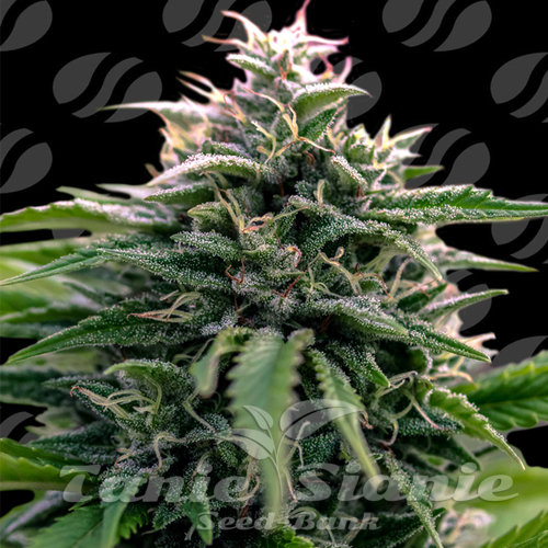 Nasiona Marihuany Creamzilla Auto - ORIGINAL SENSIBLE SEEDS