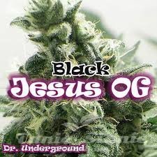 Nasiona Marihuany Black Jesus OG - DR UNDERGROUND