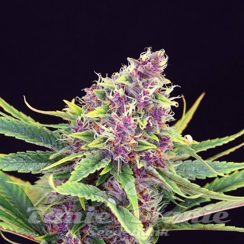 Nasiona Marihuany Purple Kush - KANNABIA SEED