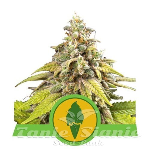 Nasiona Marihuany Green Gelato Automatic - ROYAL QUEEN SEEDS 