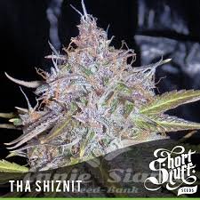 Nasiona Marihuany Auto Tha Shiznit - SHORT STUFF SEEDBANK