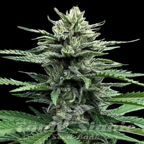 Nasiona Marihuany Strawberry Banana Auto - DNA GENETICS