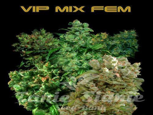 Nasiona Marihuany VIP Mix - VIP SEEDS