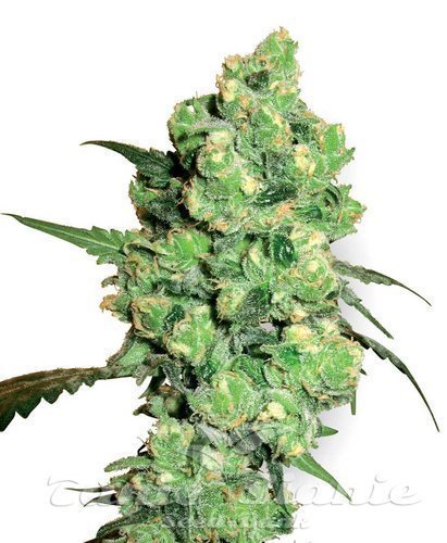 Nasiona Marihuany Super Skunk - WHITE LABEL