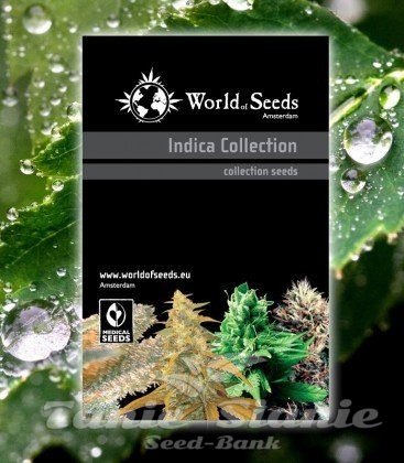 Nasiona Marihuany Indica Collection - WORLD OF SEEDS