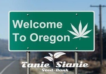W Oregonie możemy kupić marihuanę po… 4 dolary za grama