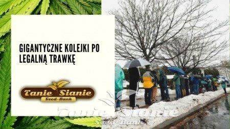 Gigantyczne kolejki po legalną trawkę
