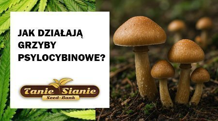 Jak działają grzyby psylocybinowe i czego się spodziewać po spożyciu?