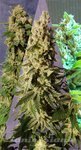 KANNABIA SEED - Sabor Mix