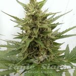 SEEDSMAN - Auto Critical Ogre