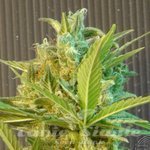 KANNABIA SEED - Big Band Auto