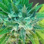 KANNABIA SEED - Kannabia Special Auto