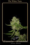 MEPHISTO GENETICS - The White Train
