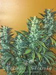 SEEDSMAN - Power Africa Fast