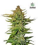 FASTBUDS - Northern Express