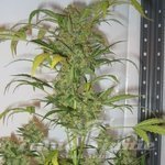 SHORT STUFF SEEDBANK - Auto Snowryder