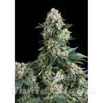PYRAMID SEEDS - Auto New York City