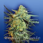 FLYING DUTCHMEN - Blueberry Skunk