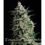 PYRAMID SEEDS - Anesthesia
