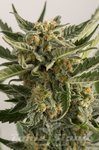 HUMBOLDT SEED - Lost Coast Skunk Auto