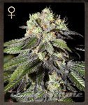 STRAIN HUNTERS - Caboose