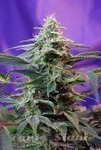 SWEET SEEDS - Sweet Special Fast Version