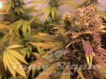 HUMBOLDT SEED - Raspberry Diesel