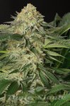 HUMBOLDT SEED - Lemon Garlic OG