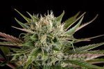 DINAFEM - Blue Cheese