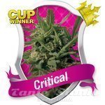 ROYAL QUEEN SEEDS - Critical®