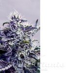POSITRONICS - Kush Express