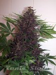 ! Purple Kush Auto