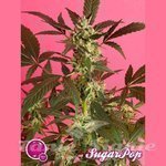 PHILOSOPHER SEEDS - SugarPop