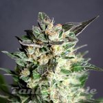 KANNABIA SEED - Diesel Glue