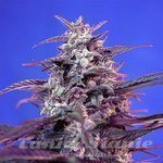 SWEET SEEDS - Bloody Skunk Auto