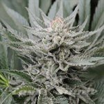710 GENETICS - Coastal OG