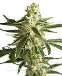 WHITE LABEL - White Diesel Haze Auto
